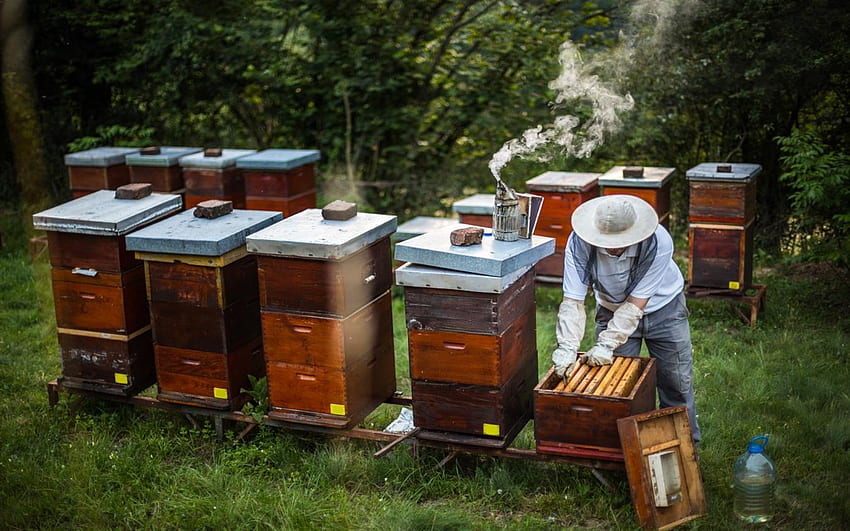 Microsoft celebra la apicultura con el nuevo paquete Explore Beekeeping de Windows 10, Apiary fondo de pantalla