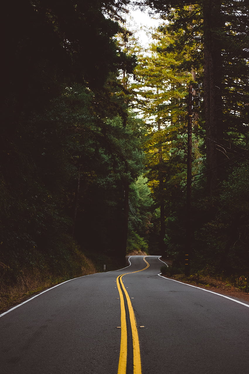 Nature, Trees, Road, Turn, Markup, Forest HD phone wallpaper