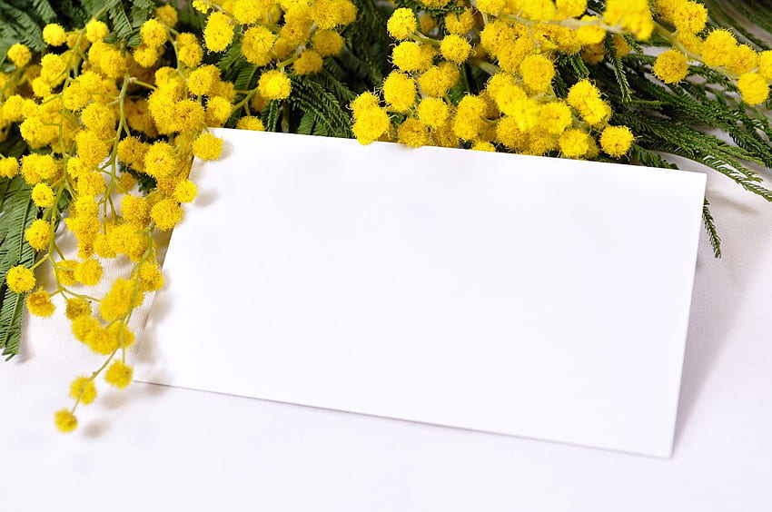 çiçek Gümüş saz Şablon tebrik kartı Tatiller, Mimoza HD duvar kağıdı