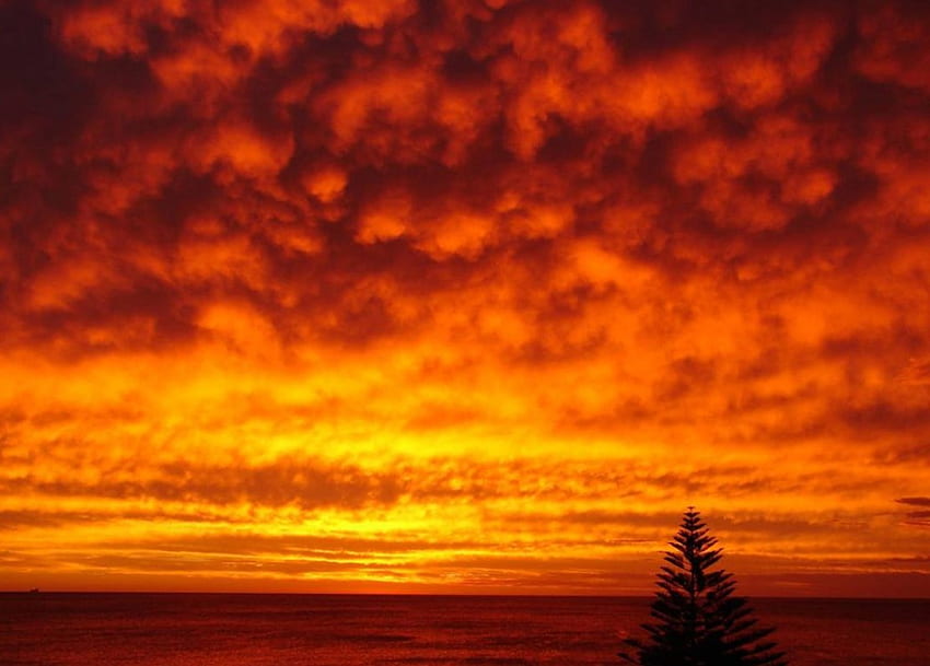 海の夕日、松の木、赤い雲、夕日 高画質の壁紙