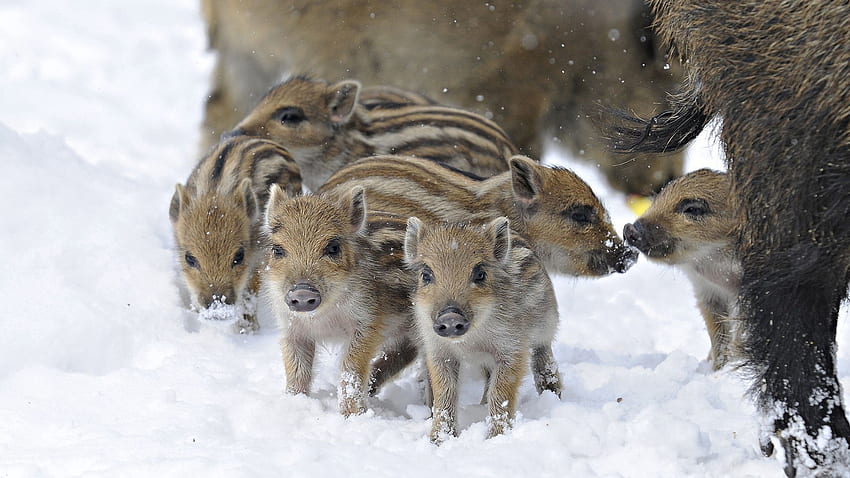 Tiere, Winter, Wildschweine, Wildschweine, Wildmeerschweinchen HD-Hintergrundbild