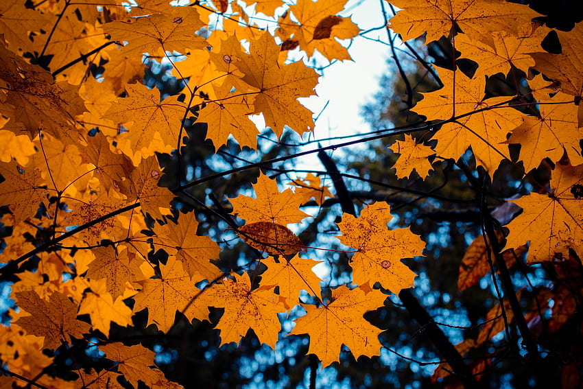 Maple, daun, kuning, cabang pohon, musim gugur Wallpaper HD