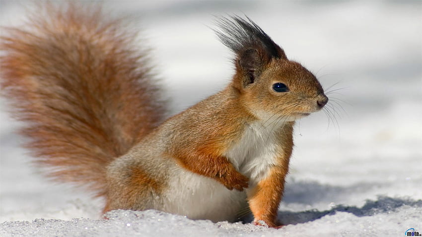 Squirrel, animal, mammal, nature HD wallpaper