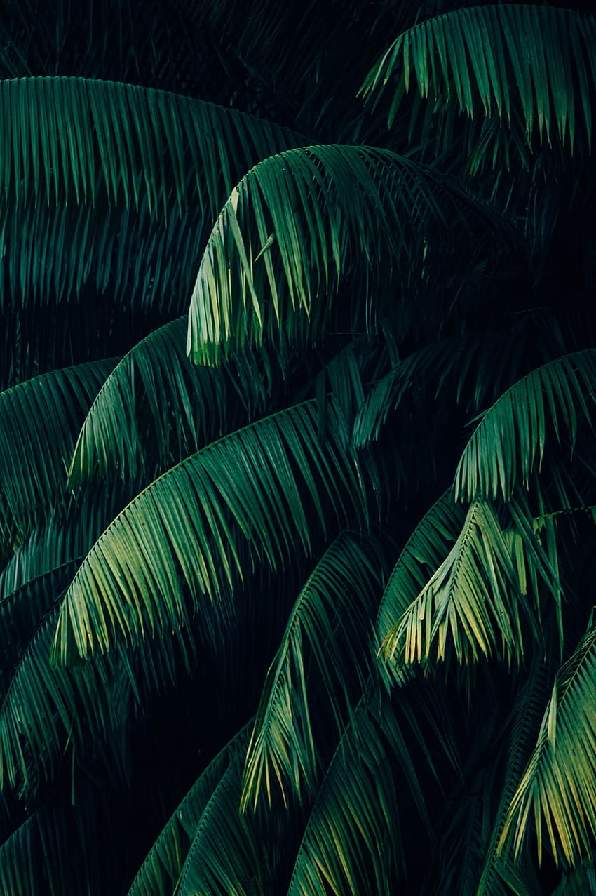 Tropical Plants, Minimal Tropical HD phone wallpaper