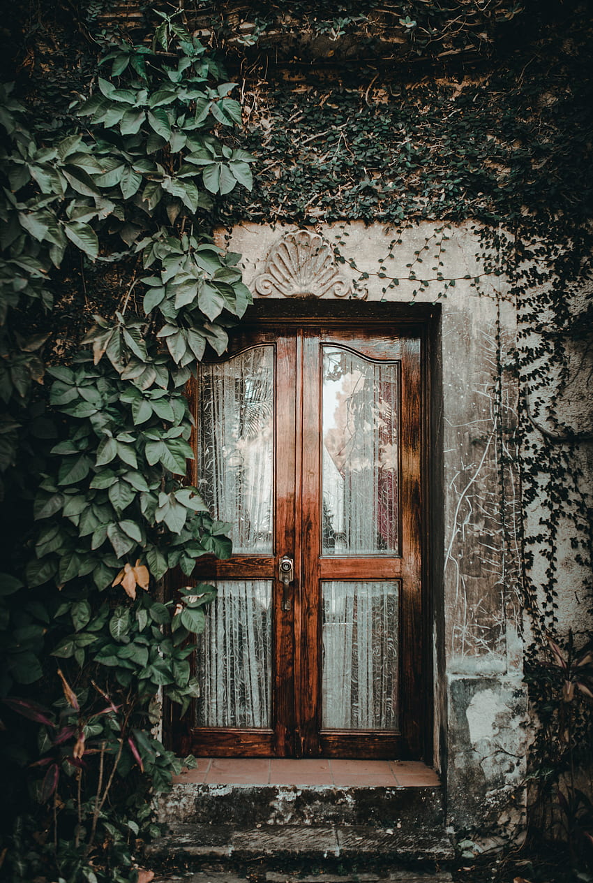 Vine, , , Wood, Wooden, Glass, Door, Entrance, Ivy HD phone wallpaper