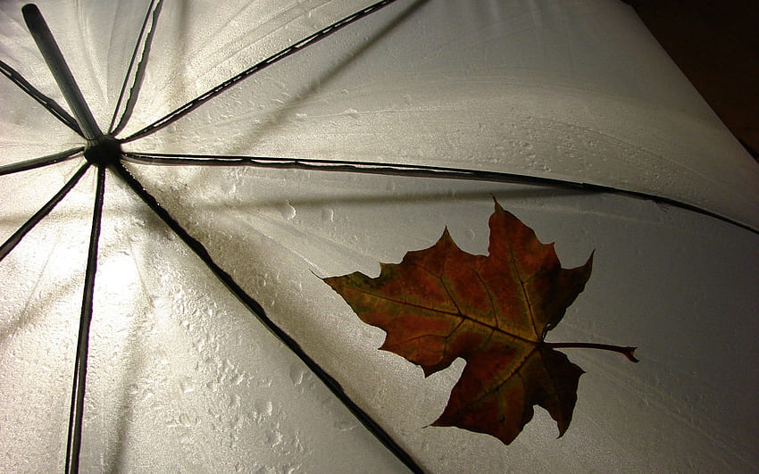 Nature, Autumn, Drops, Sheet, Leaf, Umbrella, Maple HD wallpaper