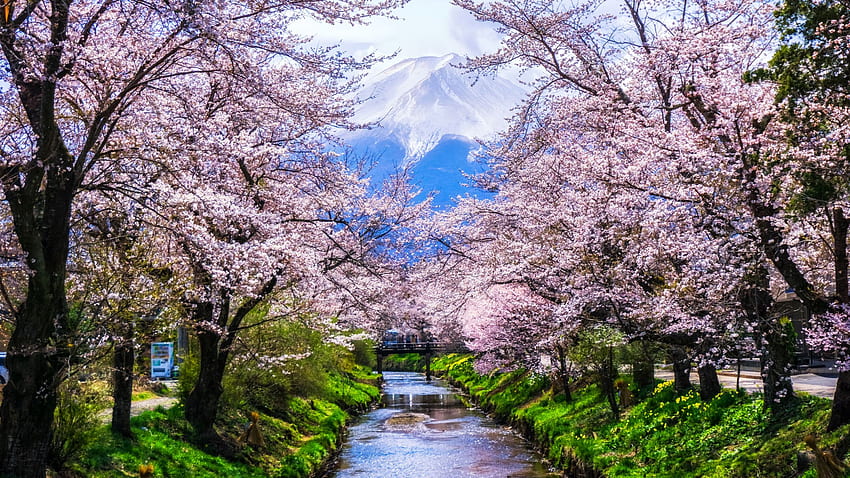 Le migliori città di fiori di ciliegio nel mondo: dove vedere i fiori di ciliegio, gli alberi di Sakura giapponesi Sfondo HD