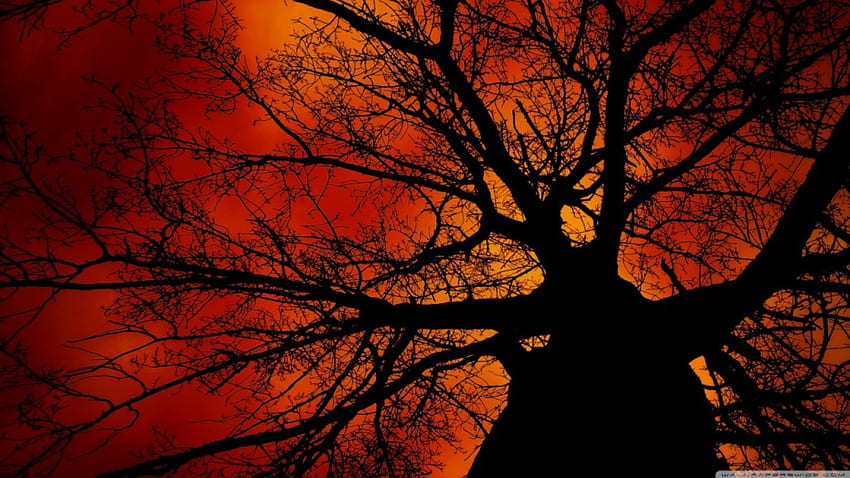 Под дървото, червено небе, залези, червено, дървета, небе, природа, оранжево HD тапет