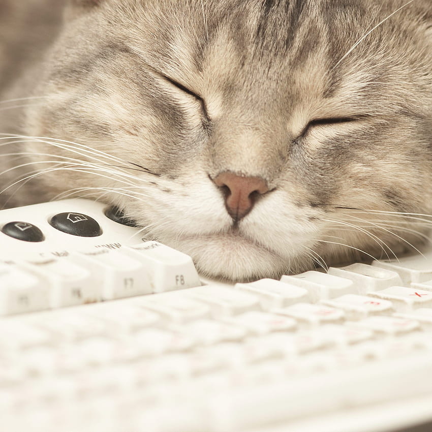 Cat keyboard for woman. .sc iPad HD phone wallpaper