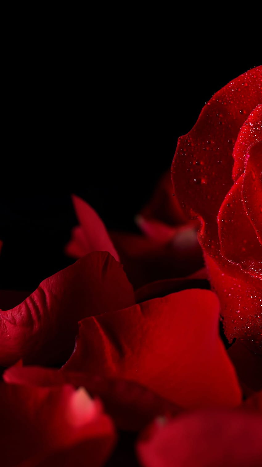 배경, 꽃, 장미, 꽃잎, 검정, 방울, 새싹, 빨강 193 HD 전화 배경 화면