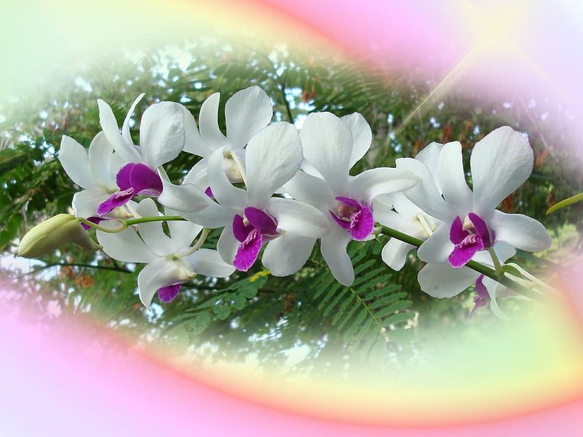 Flores bonitas, aster, flores. fondo de pantalla