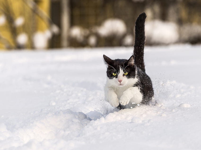 สัตว์ ฤดูหนาว หิมะ แมว เด้ง กระโดด วอลล์เปเปอร์ HD