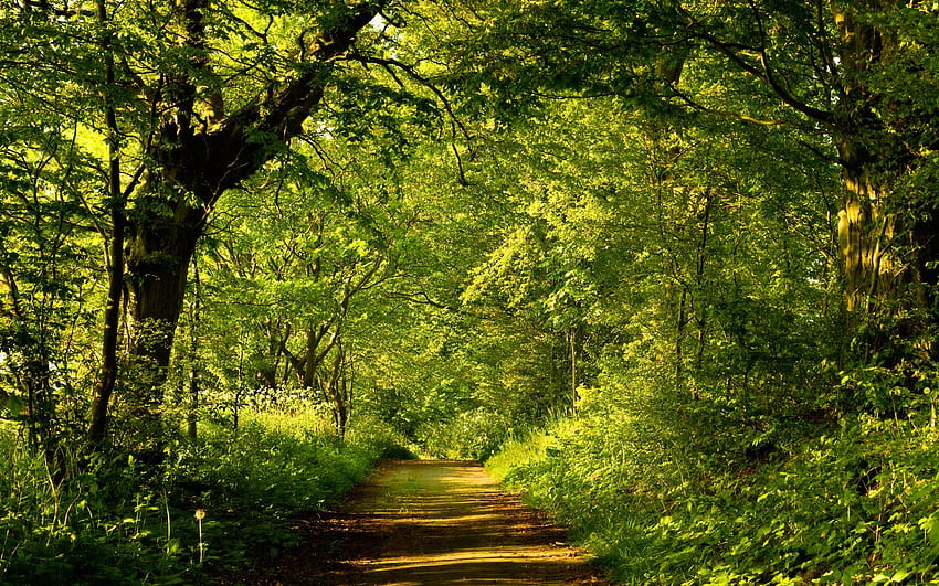 Forest Trail 23458 - landscape scenery HD wallpaper | Pxfuel