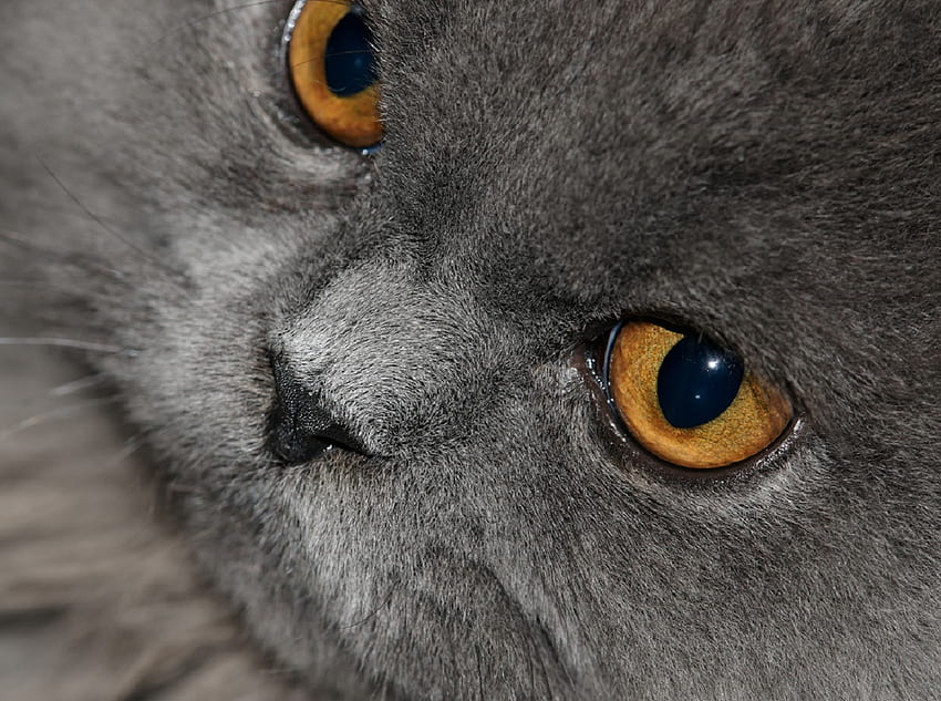 ผ่อนคลาย ขน สีเทา หนวด สีเหลืองอำพัน ใบหน้า แมว แมว วอลล์เปเปอร์ HD