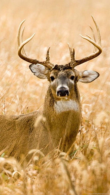 Best deer HD wallpapers | Pxfuel