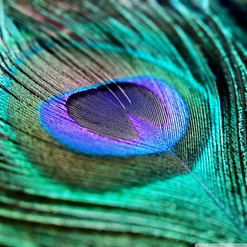 Ultra peacock feather HD wallpapers | Pxfuel