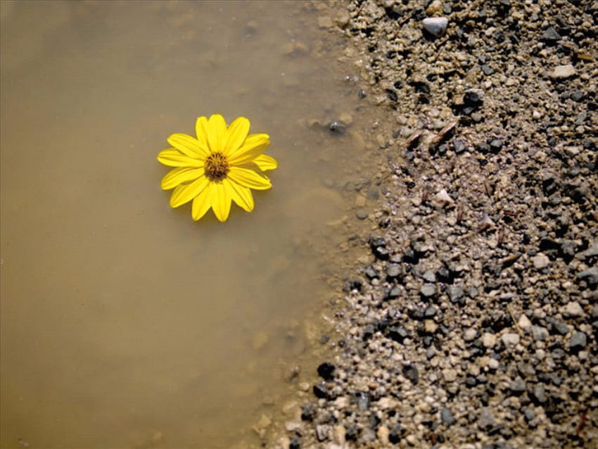 Hope Floats, brown, sand, float, yellow, flower, water HD wallpaper