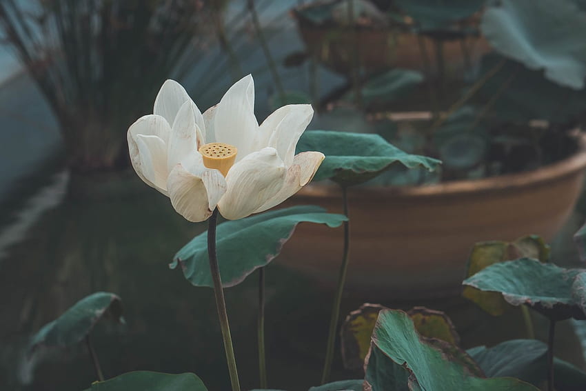 Lotus flower white - - 3D Models. stock . HD wallpaper | Pxfuel