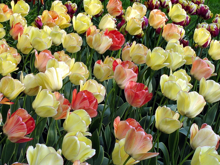 ดอกไม้, ดอกทิวลิป, แปลงดอกไม้, แปลงดอกไม้, กระจัดกระจาย, หลวม, มีรอยด่าง, แตกต่างกัน วอลล์เปเปอร์ HD