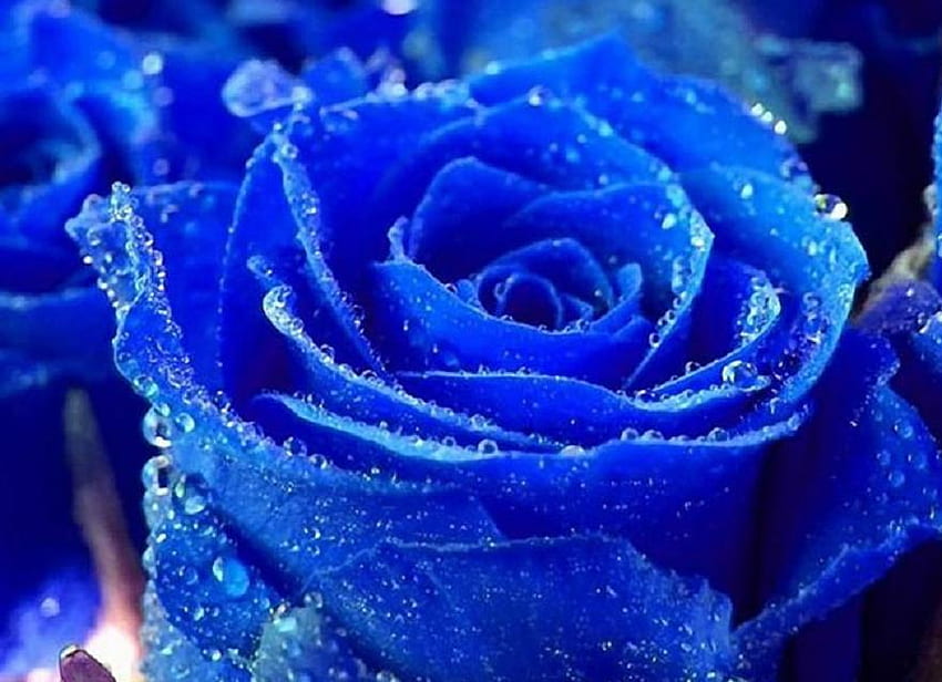Un pétales de bleu, bleu, délicat, plantes, bourgeons, roses, douce, belle, belle, rose, jolie, pétales, fleur, bourgeon, nature, fleurs, belle Fond d'écran HD