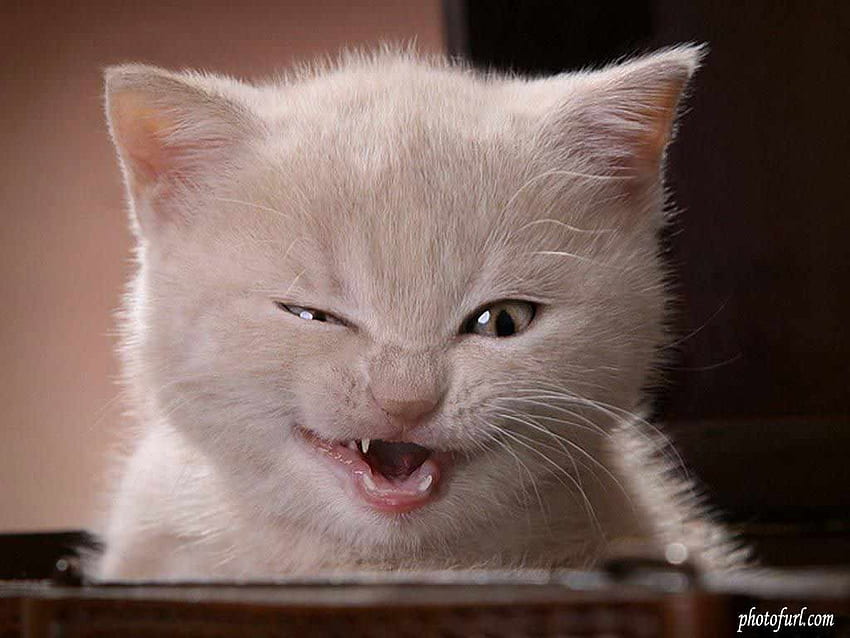 Funny Cat, Weird Cat HD wallpaper
