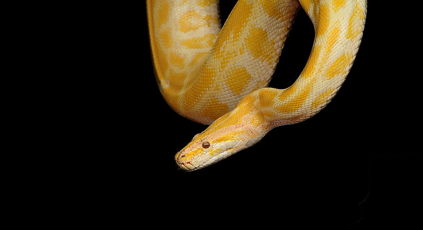 Gelbe und beige Albino-Schlange, Burma-Python HD-Hintergrundbild