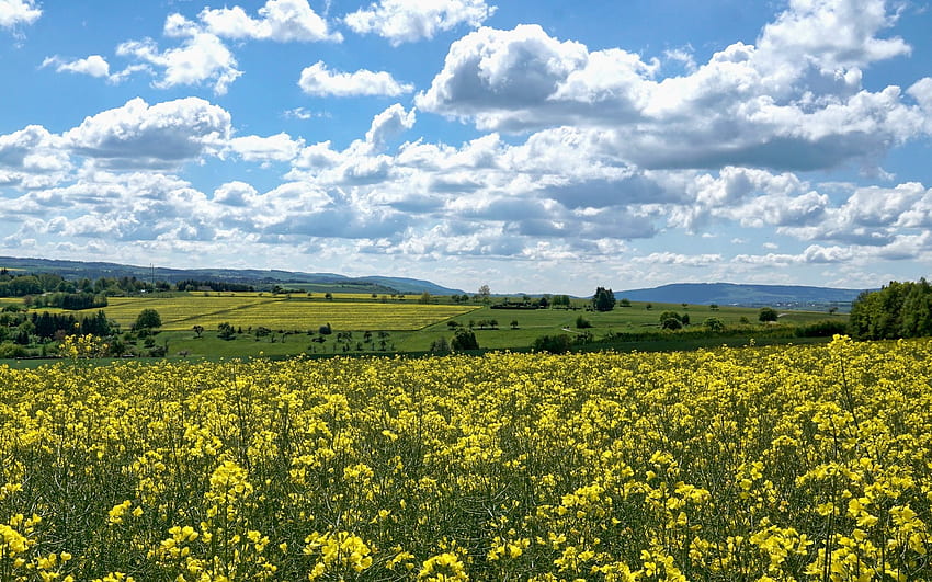Fields in Germany, clouds, fields, rapeseed, Germany HD wallpaper