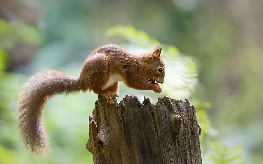 Squirrel, animal, rodent, nut HD wallpaper