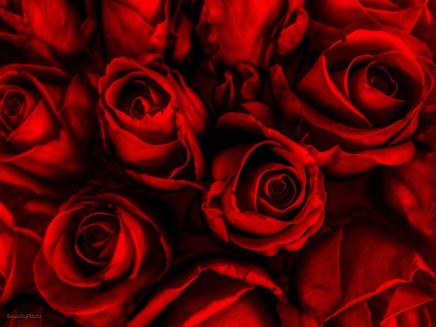 Rose Background. Vintage Rose , Victorian Rose and Rose, Dark Red Flower HD wallpaper