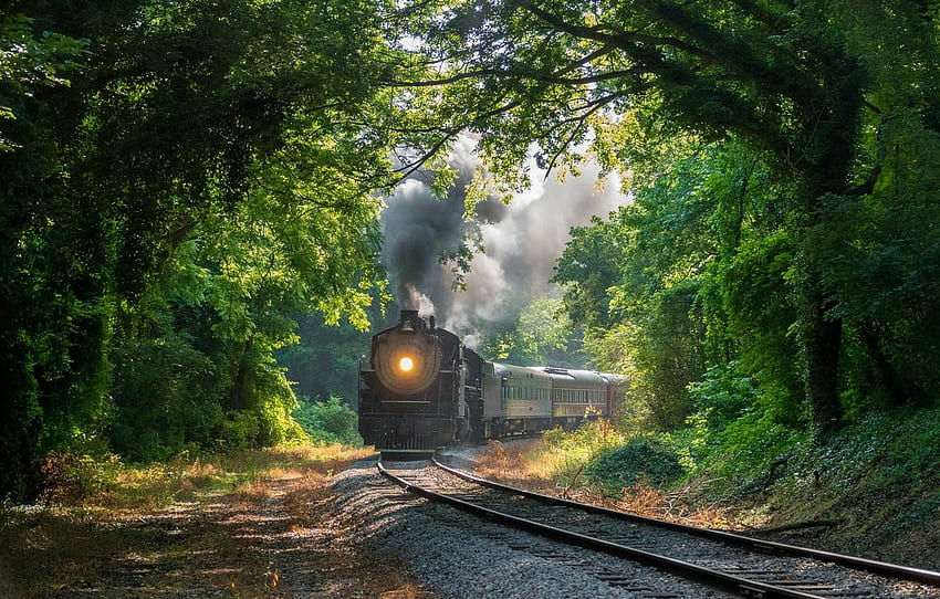forest, trees, train, railroad, Tennessee, Chattanooga HD wallpaper