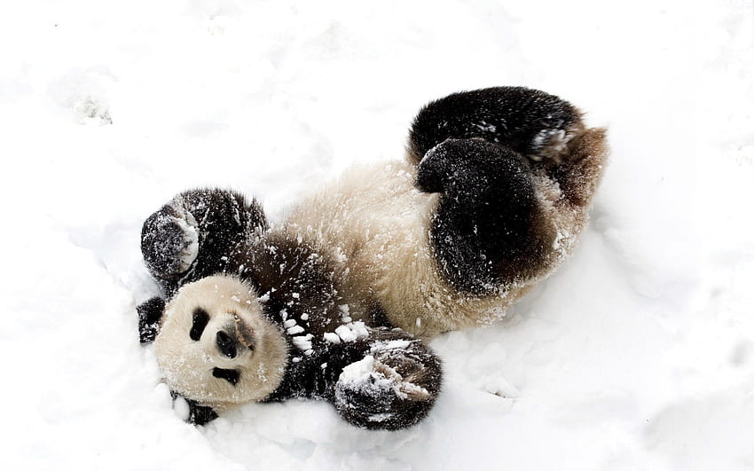 Animali, neve, chiazzato, chiazzato, giocoso, panda, orso di bambù Sfondo HD