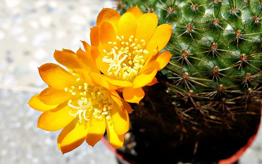 Yellow flower of the cactus and - HD wallpaper