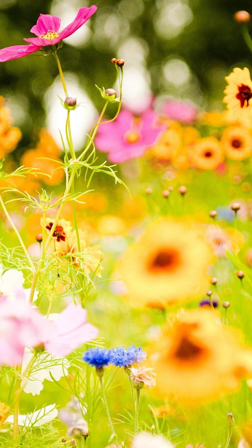 꽃 아이폰 6 플러스 17025 - 꽃 아이폰 6 플러스 . 자연 꽃, 사랑의 꽃, 꽃 HD 전화 배경 화면