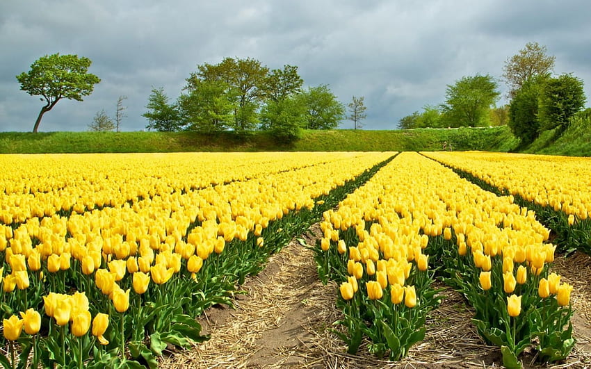 黄色いチューリップ畑、チューリップ畑、黄色、黄色のチューリップ、畑、自然、花、チューリップ 高画質の壁紙