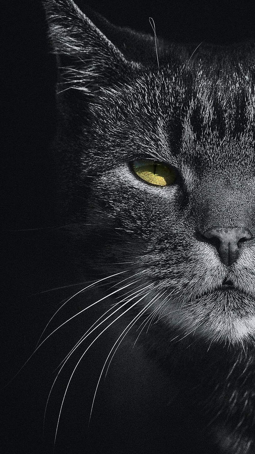 AMOLED Animal . AMOLED . Black, Dark Cat HD phone wallpaper