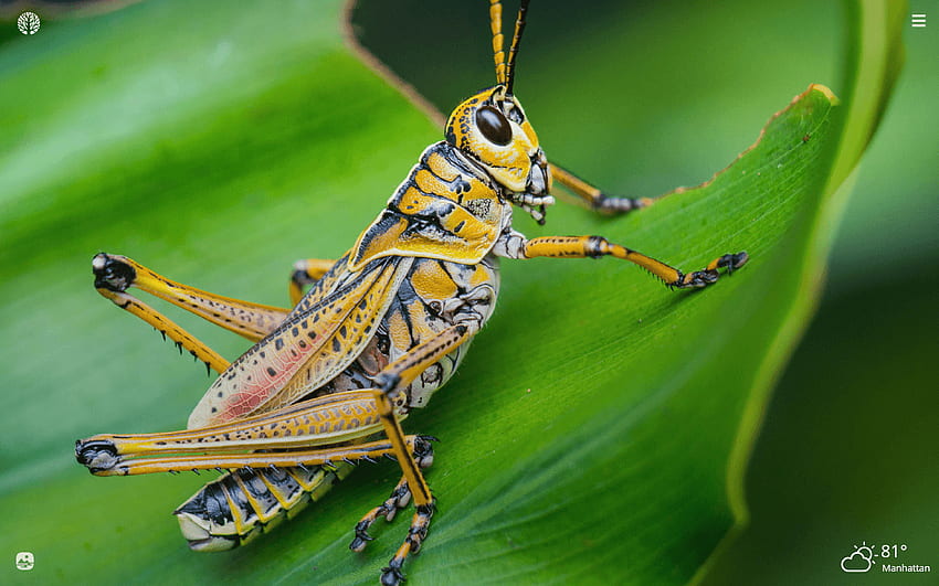 Grasshopper New Tab, Cricket Insect HD wallpaper