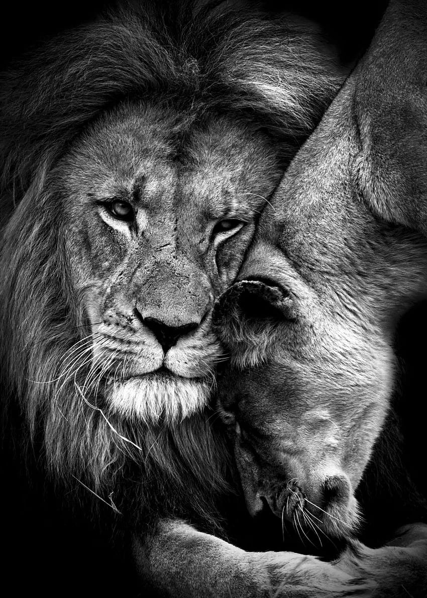 Lions Love black and white' Poster by MK studio. Displate. Lion love, Lion graphy, Black and white lion, Lion Couple HD phone wallpaper