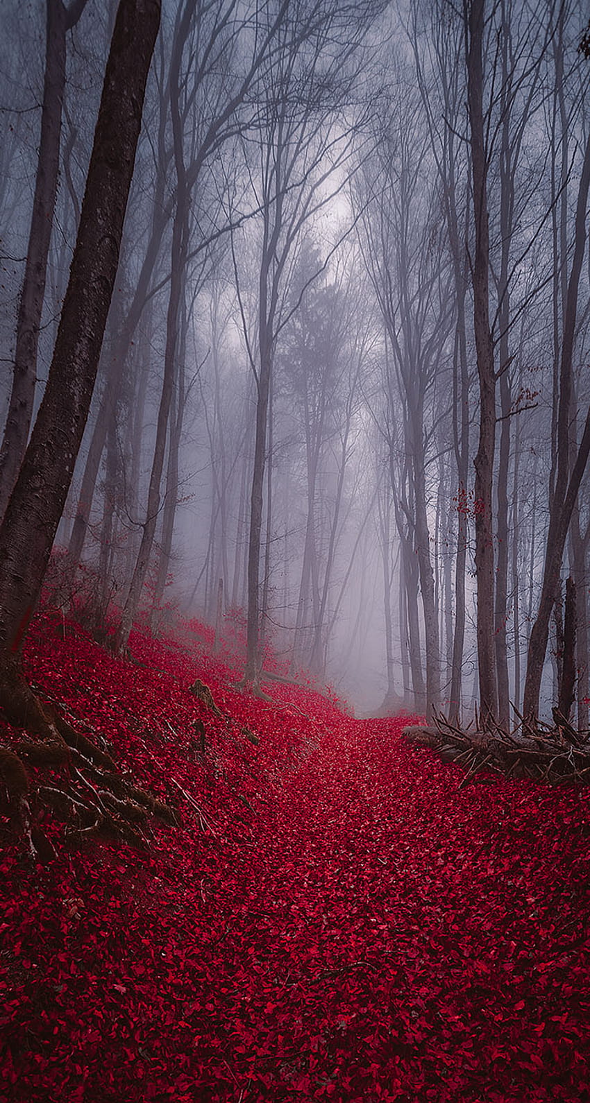 霧の霧の秋の森 - 霧の森 iPhone HD電話の壁紙