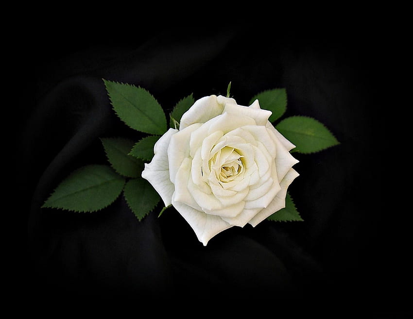 Kwiaty, liście, kwiat, kwiat róży, róża, czarne tło Tapeta HD