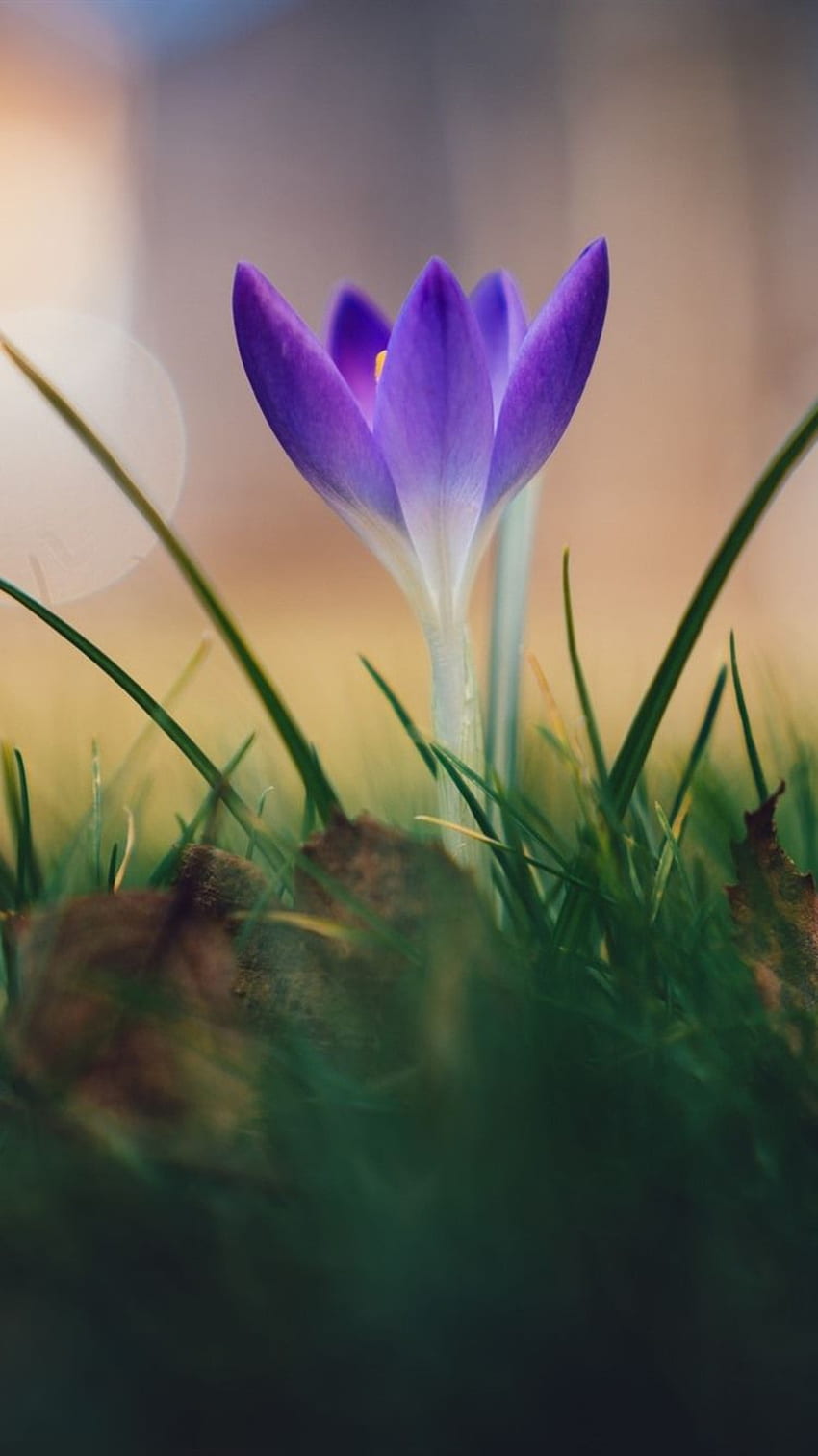 紫色のクロッカス、花、春 iPhone 8 7 6 6S HD電話の壁紙