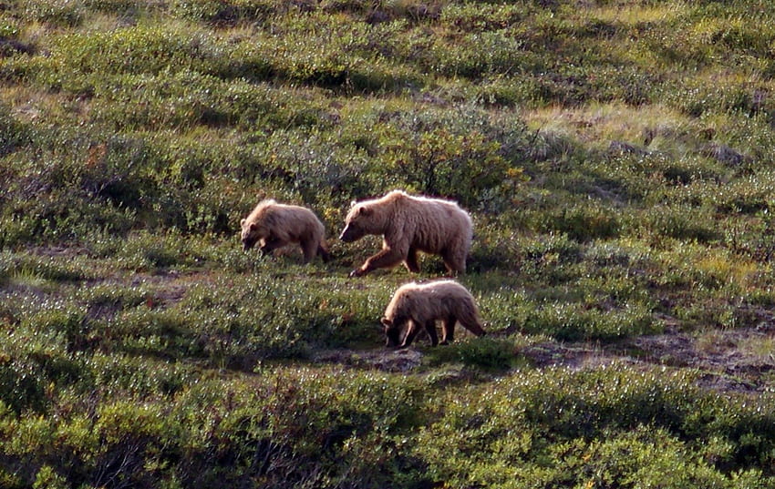 Grizzly Family 2, Denali, graphy, paesaggio, USA, Alaska, National Park, scenario, wide screen, vita selvaggia, orso, grizzly, natura, , cuccioli Sfondo HD