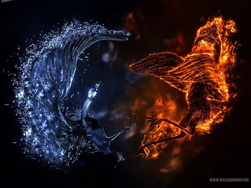 Feuer und Wasser, Phönix, Vogel, Wasser, Feuer HD-Hintergrundbild
