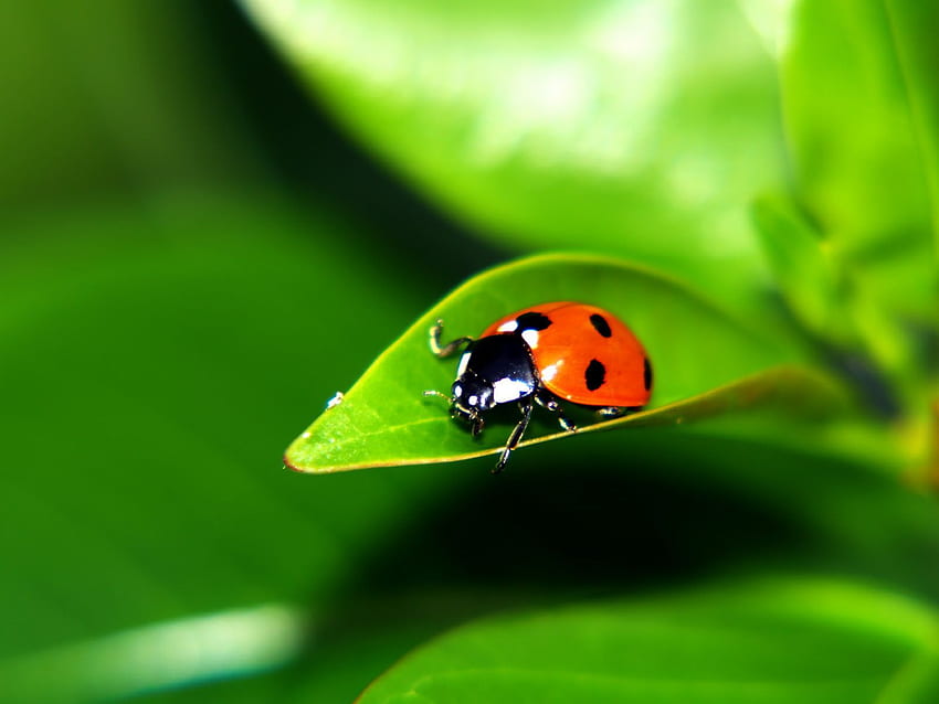 lady bugs. Spring , Ladybird, Ladybug, Green Beetle HD wallpaper