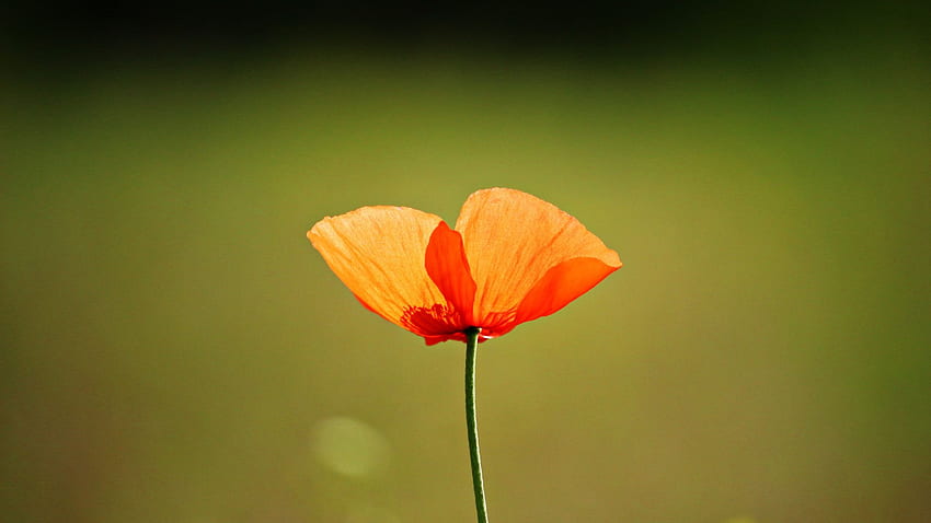 Single Flower, Orange Poppy, - Single Flower HD wallpaper