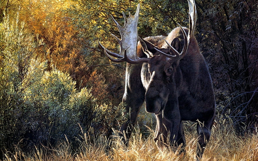 Animals, Grass, Stroll, Deer, Horns HD wallpaper