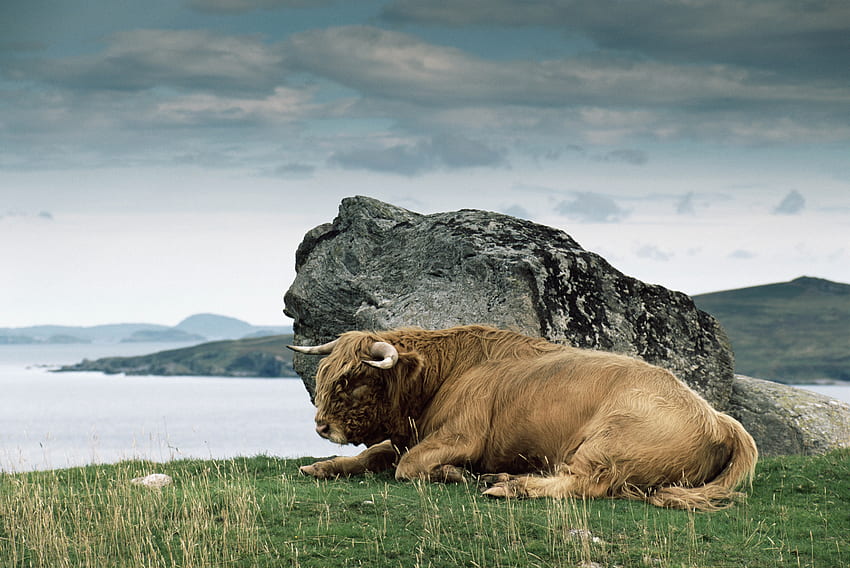 Animals, Nature, Rock, Stone, Horns, Bison, Aurochs HD wallpaper