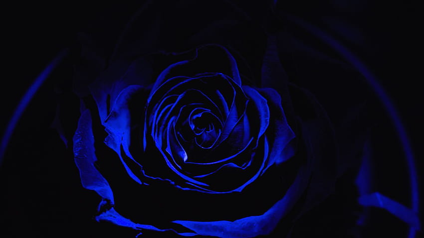 バラ、青いバラ、花びら、暗い、つぼみ 高画質の壁紙