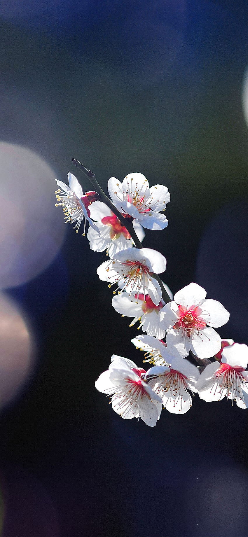 iPhone de Sakura, flor de cerezo oscuro fondo de pantalla del teléfono