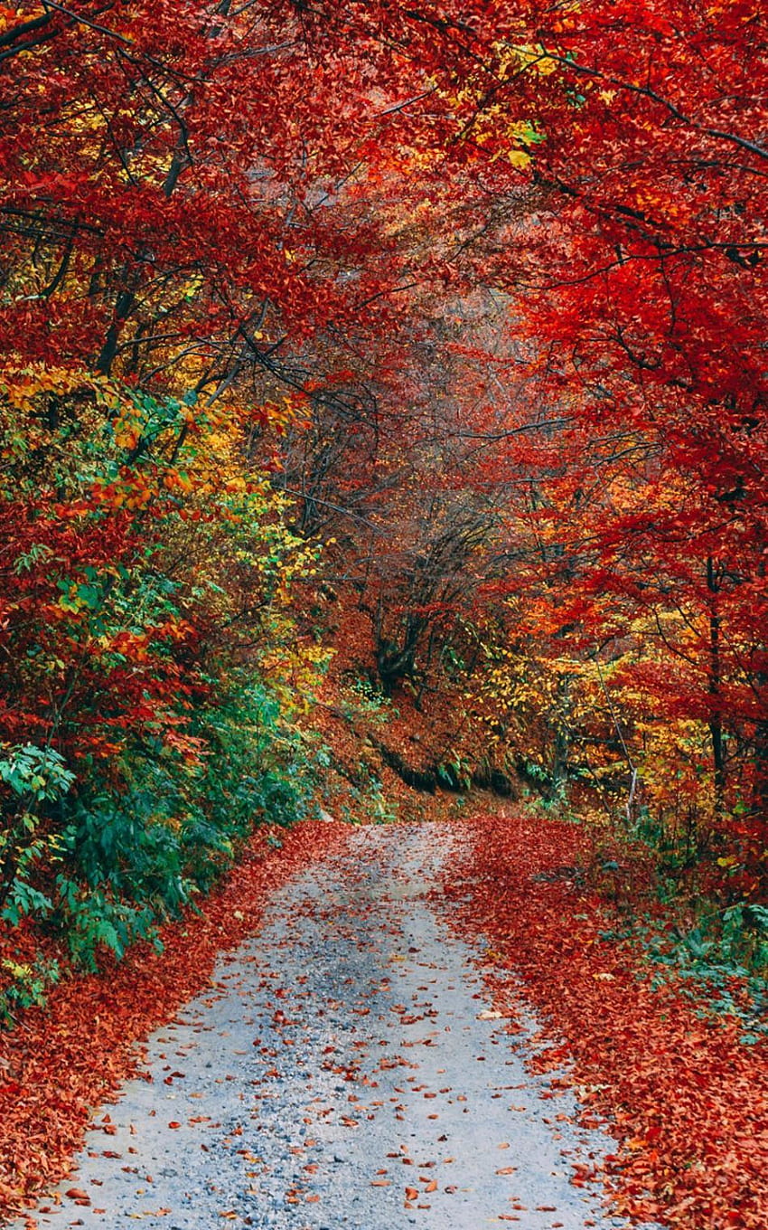 Colorful Autumn Fall Roadway Pure Ultra fondo de pantalla del teléfono