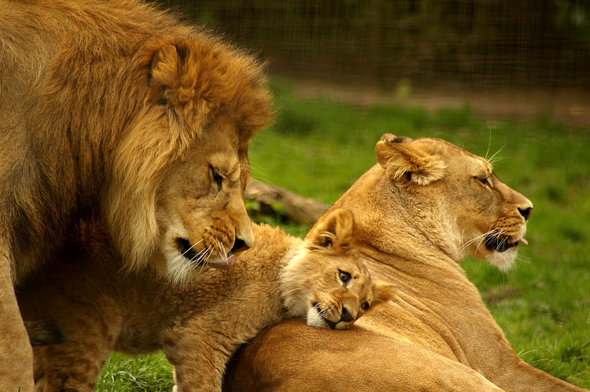 : Lion Family - Animal, Family, Jungle - HD wallpaper